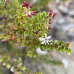 Leionema lamprophyllum subsp. obovatum at Uriarra, NSW - 15 Oct 2023