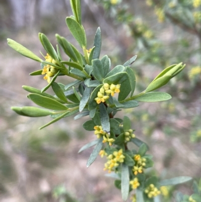 Pimelea pauciflora (Poison Rice Flower) at Brindabella National Park - 15 Oct 2023 by JaneR