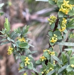Pimelea pauciflora at Uriarra, NSW - 15 Oct 2023