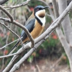 Acanthorhynchus tenuirostris (Eastern Spinebill) at Kaleen, ACT - 15 Oct 2023 by MattYoung