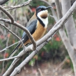 Acanthorhynchus tenuirostris at Kaleen, ACT - 15 Oct 2023