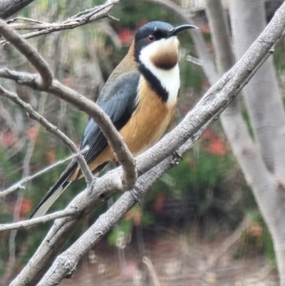 Acanthorhynchus tenuirostris (Eastern Spinebill) at Kaleen, ACT - 15 Oct 2023 by MattYoung