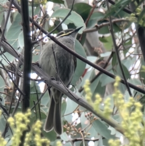 Caligavis chrysops at Kaleen, ACT - 15 Oct 2023