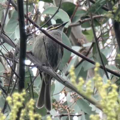 Caligavis chrysops (Yellow-faced Honeyeater) at Kaleen, ACT - 15 Oct 2023 by MattYoung