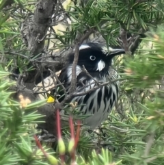 Phylidonyris novaehollandiae (New Holland Honeyeater) at Lawson North Grasslands - 15 Oct 2023 by MattYoung