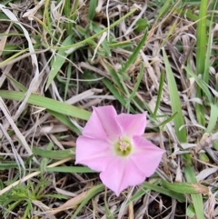 Convolvulus angustissimus subsp. angustissimus (Australian Bindweed) at O'Connor Ridge to Gungahlin Grasslands - 15 Oct 2023 by MattY1