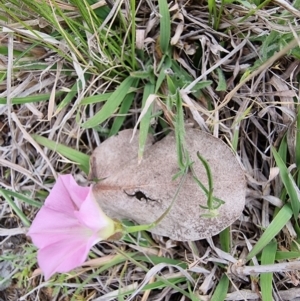 Convolvulus angustissimus subsp. angustissimus at Kaleen, ACT - 15 Oct 2023 01:56 PM