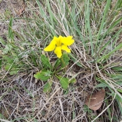 Goodenia pinnatifida (Scrambled Eggs) at Lawson, ACT - 15 Oct 2023 by MattYoung