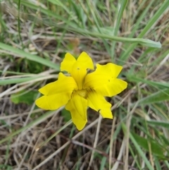 Goodenia pinnatifida at Lawson, ACT - 15 Oct 2023 01:51 PM