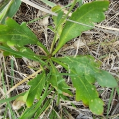 Goodenia pinnatifida at Lawson, ACT - 15 Oct 2023