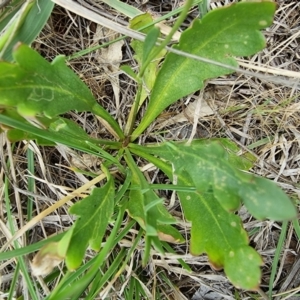 Goodenia pinnatifida at Lawson, ACT - 15 Oct 2023 01:51 PM