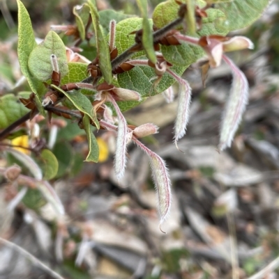 Platylobium montanum subsp. montanum (Mountain Flat Pea) at Brindabella National Park - 15 Oct 2023 by JaneR