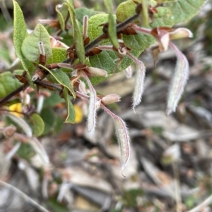 Platylobium montanum subsp. montanum at Brindabella, NSW - 15 Oct 2023