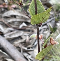 Platylobium montanum subsp. montanum at Brindabella, NSW - 15 Oct 2023