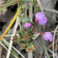 Tetratheca bauerifolia (Heath Pink-bells) at Brindabella National Park - 15 Oct 2023 by JaneR