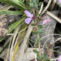 Tetratheca bauerifolia at Brindabella, NSW - 15 Oct 2023