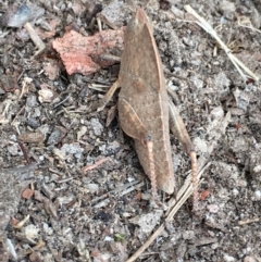 Goniaea australasiae (Gumleaf grasshopper) at Borough, NSW - 14 Oct 2023 by mcleana