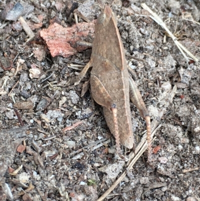 Goniaea australasiae (Gumleaf grasshopper) at Borough, NSW - 14 Oct 2023 by mcleana