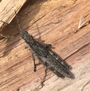 Coryphistes ruricola at Borough, NSW - 14 Oct 2023 10:08 AM