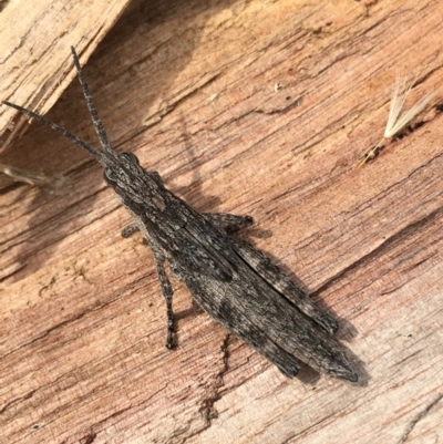 Coryphistes ruricola (Bark-mimicking Grasshopper) at Borough, NSW - 13 Oct 2023 by mcleana