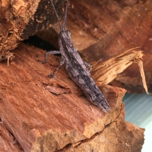 Coryphistes ruricola at Borough, NSW - 14 Oct 2023 10:08 AM