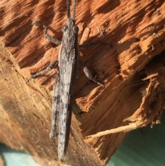 Coryphistes ruricola at Borough, NSW - 14 Oct 2023 10:08 AM