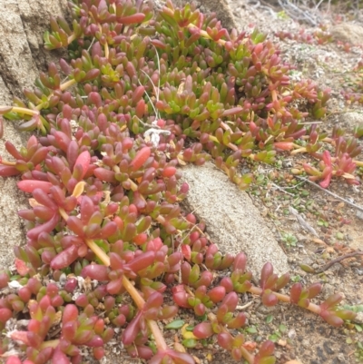 Disphyma crassifolium subsp. clavellatum (Rounded Noon-flower) at Tasman National Park - 22 Jun 2023 by Detritivore