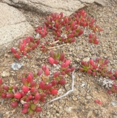 Disphyma crassifolium subsp. clavellatum at Cape Raoul, TAS - 22 Jun 2023