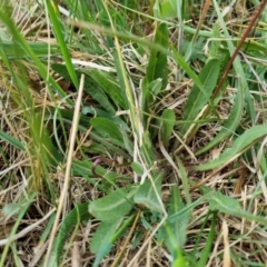 Leontodon saxatilis (Lesser Hawkbit, Hairy Hawkbit) at Throsby, ACT - 15 Oct 2023 by EmilySutcliffe