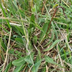 Leontodon saxatilis at Throsby, ACT - 16 Oct 2023