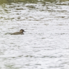 Biziura lobata (Musk Duck) at Isabella Plains, ACT - 16 Oct 2023 by ReeniRooMartinez