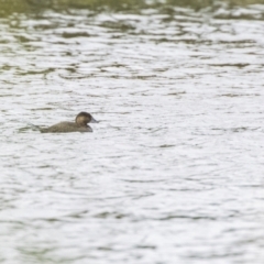 Biziura lobata (Musk Duck) at Upper Stranger Pond - 15 Oct 2023 by ReeniRooMartinez