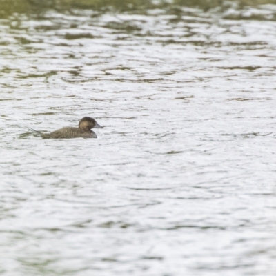 Biziura lobata (Musk Duck) at Upper Stranger Pond - 15 Oct 2023 by ReeniRooMartinez