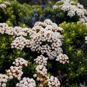 Ozothamnus ledifolius at Wellington Park, TAS - 10 Feb 2023