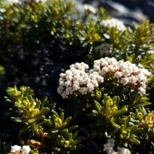 Ozothamnus ledifolius at Wellington Park, TAS - 10 Feb 2023 12:44 PM