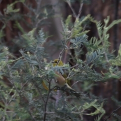 Zosterops lateralis (Silvereye) at Gundaroo, NSW - 16 Oct 2023 by Gunyijan