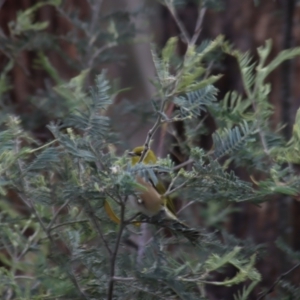 Zosterops lateralis at Gundaroo, NSW - 16 Oct 2023 10:11 AM