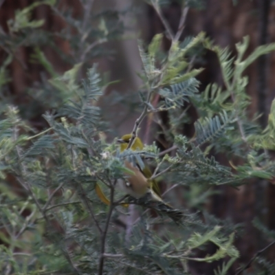 Zosterops lateralis (Silvereye) at Gundaroo, NSW - 16 Oct 2023 by Gunyijan