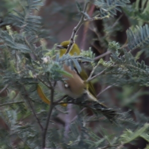 Zosterops lateralis at Gundaroo, NSW - 16 Oct 2023