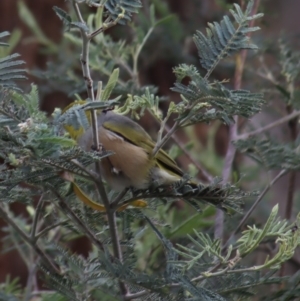 Zosterops lateralis at Gundaroo, NSW - 16 Oct 2023 10:11 AM