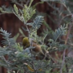 Zosterops lateralis at Gundaroo, NSW - 16 Oct 2023 10:11 AM