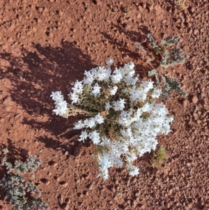 Macgregoria racemigera at Opalton, QLD - 2 Aug 2023