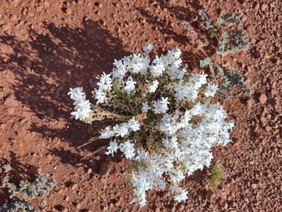 Macgregoria racemigera at Opalton, QLD - 2 Aug 2023 by LyndalT