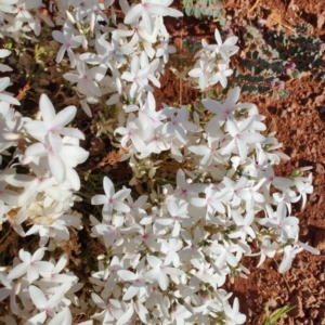 Macgregoria racemigera at Opalton, QLD - 2 Aug 2023