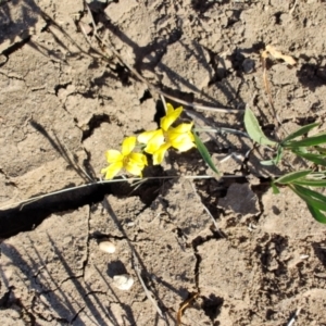 Goodenia strangfordii at Barcaldine, QLD - 5 Aug 2023