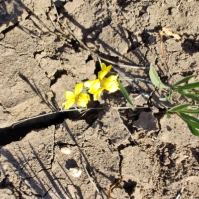 Goodenia strangfordii at Barcaldine, QLD - 5 Aug 2023 by LyndalT