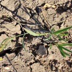 Goodenia strangfordii at Barcaldine, QLD - 5 Aug 2023