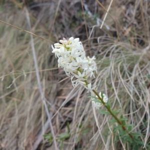 Stackhousia monogyna at Ridgeway, TAS - 12 Oct 2023