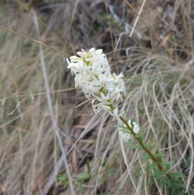 Stackhousia monogyna (Creamy Candles) at Ridgeway, TAS - 12 Oct 2023 by Detritivore