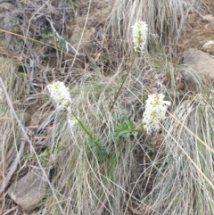 Stackhousia monogyna at Ridgeway, TAS - 12 Oct 2023